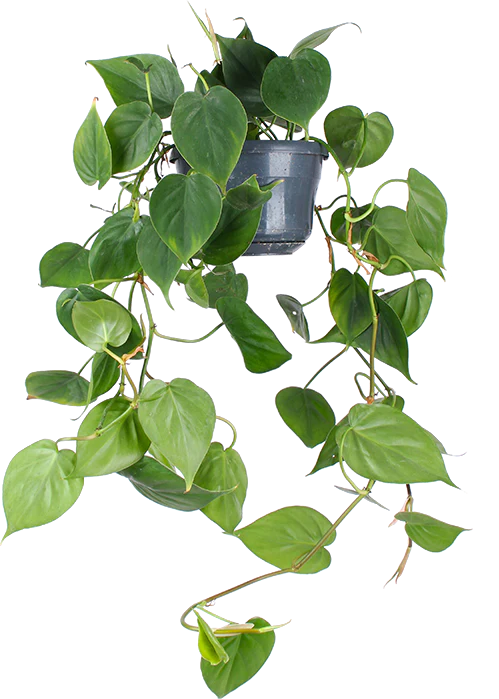 Philodendron scandens (Kletter-Philodendron) (S)