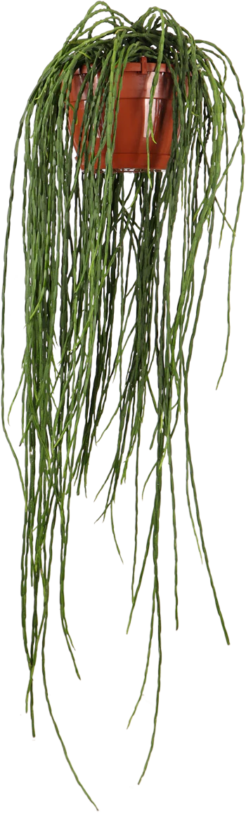 Rhipsalis paradoxa (Korallenkaktus) (M)