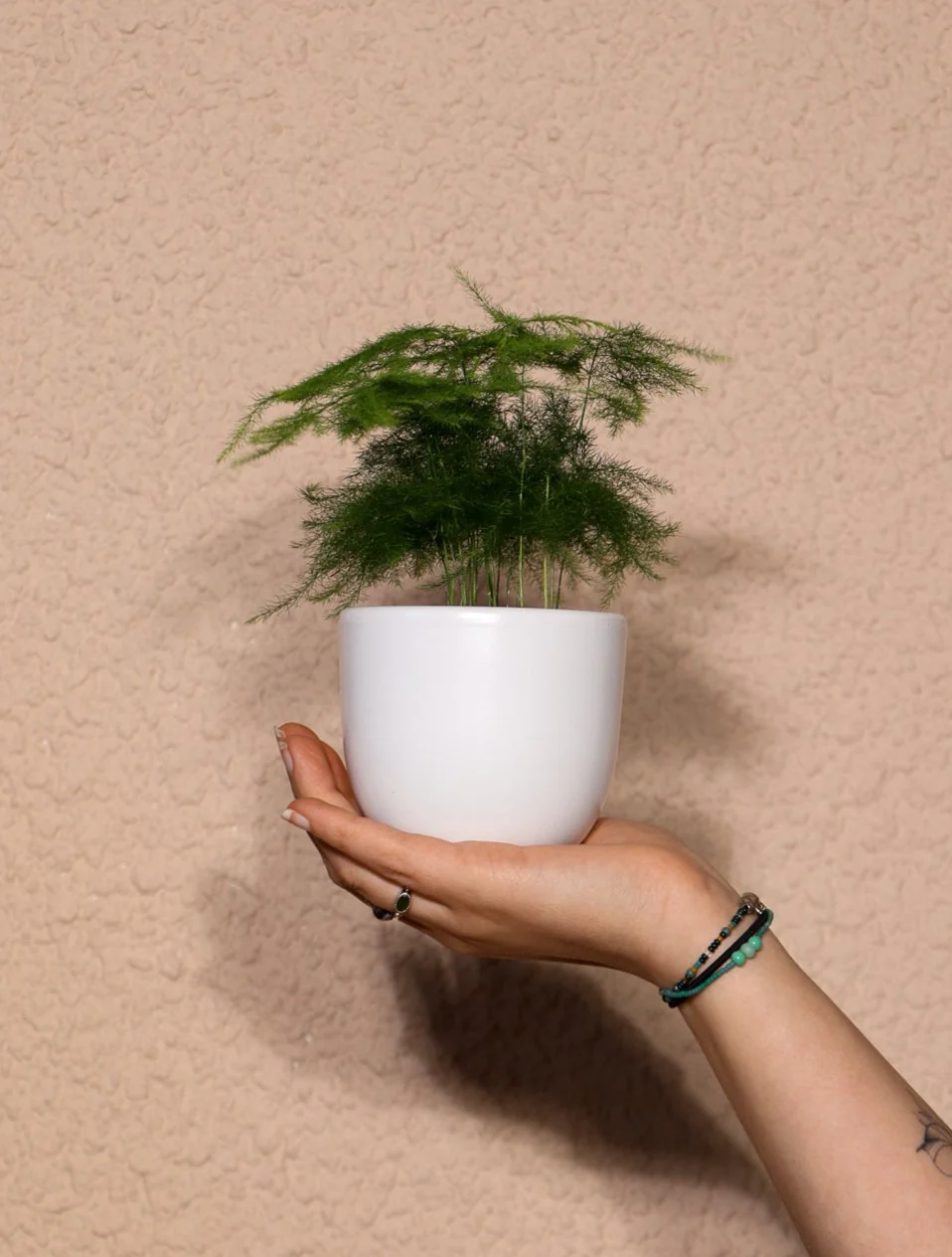 Asparagus plumosus (Zierspargel) (XS)