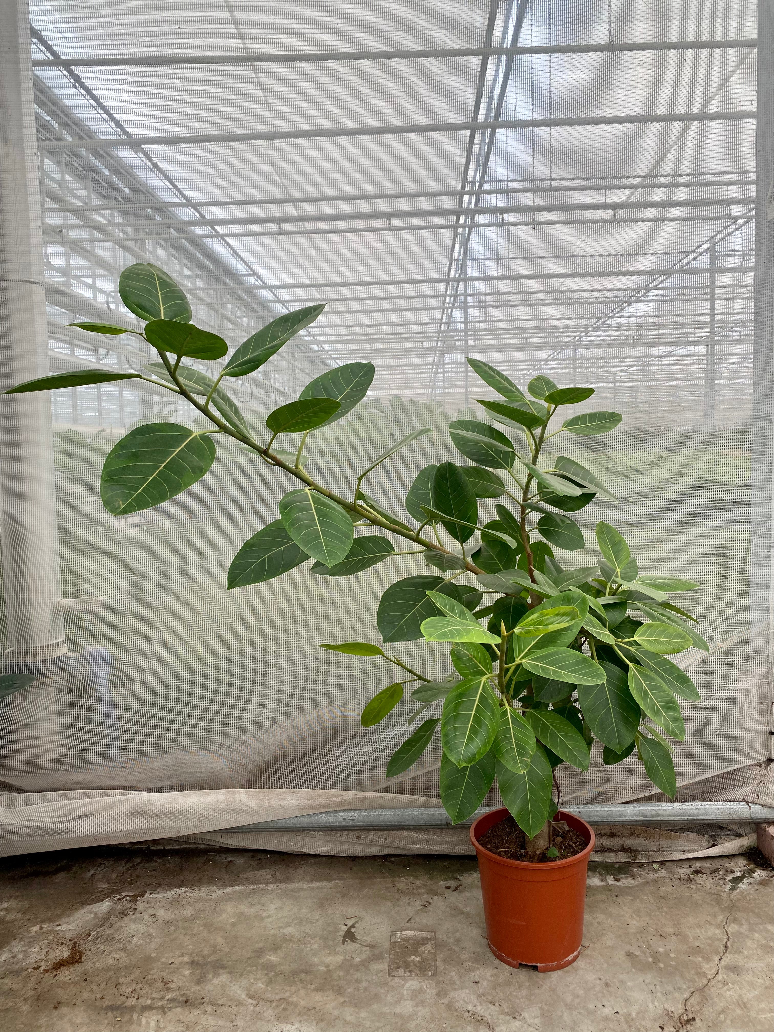 Ficus benghalensis altissima (Groggy Zweige)