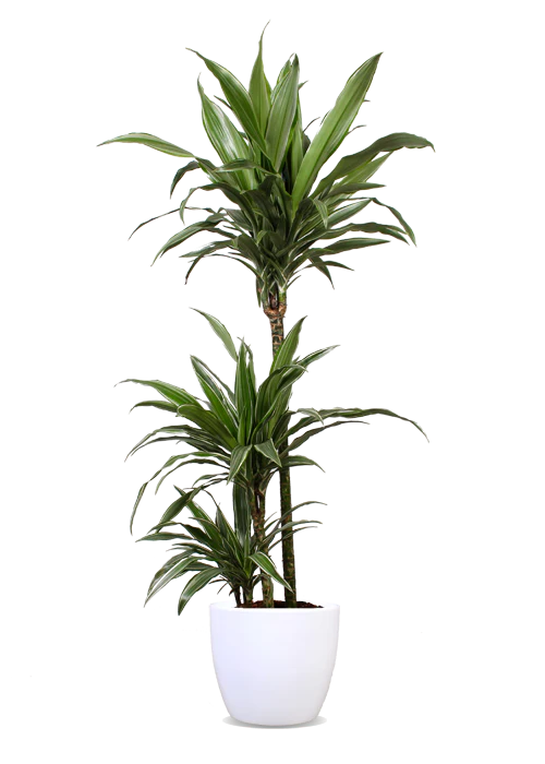 Dracaena warneckei (Drachenbaum) (L)