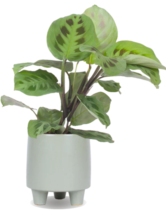 Maranta leuconeura kerchoveana (Pfeilwurz) (S)