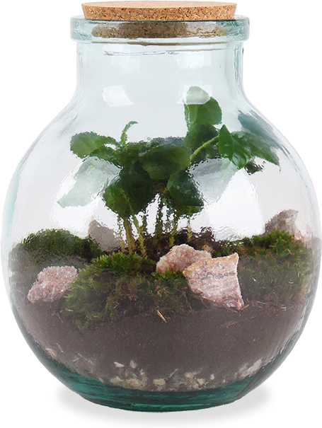 Terrarium kugelfrmige Flasche (Flaschengarten) (M)