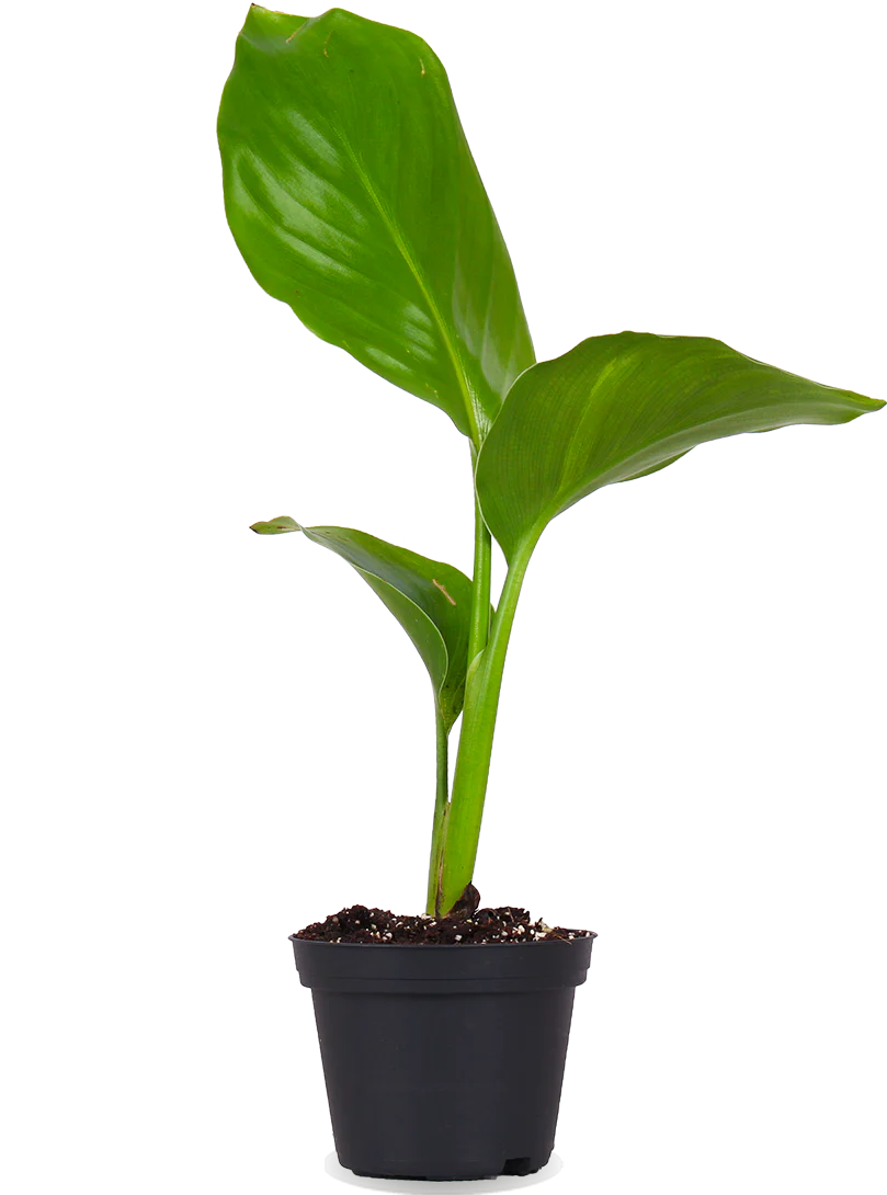 Strelitzia nicolai (Paradiesvogelblume) (XS)