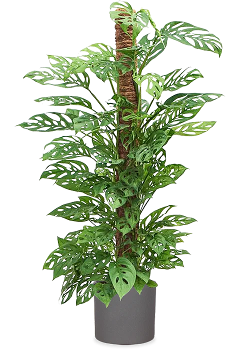 Monstera adansonii (Monkey leaf) (L)