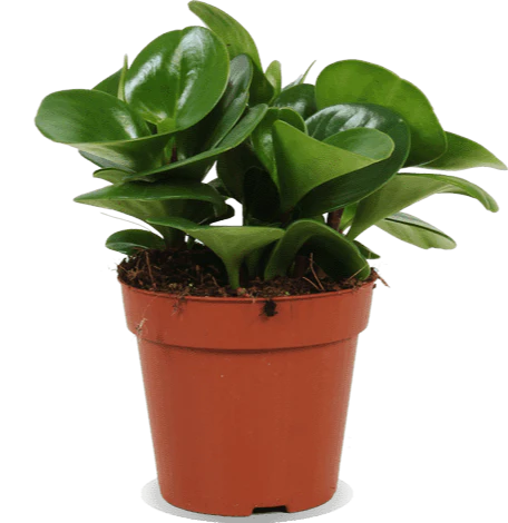 Peperomia obtusifolia (Zwergpfeffer) (S)