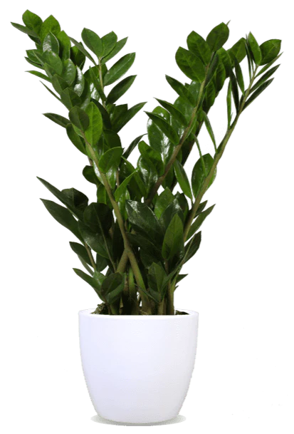 Zamioculcas (Glücksfeder) (M)