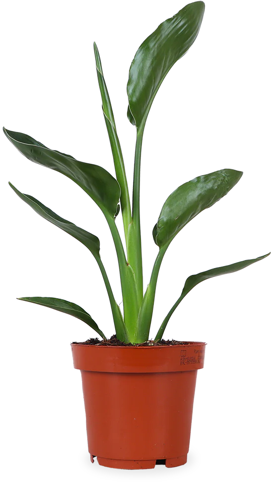 Strelitzia reginae (Papageienblume) (S)