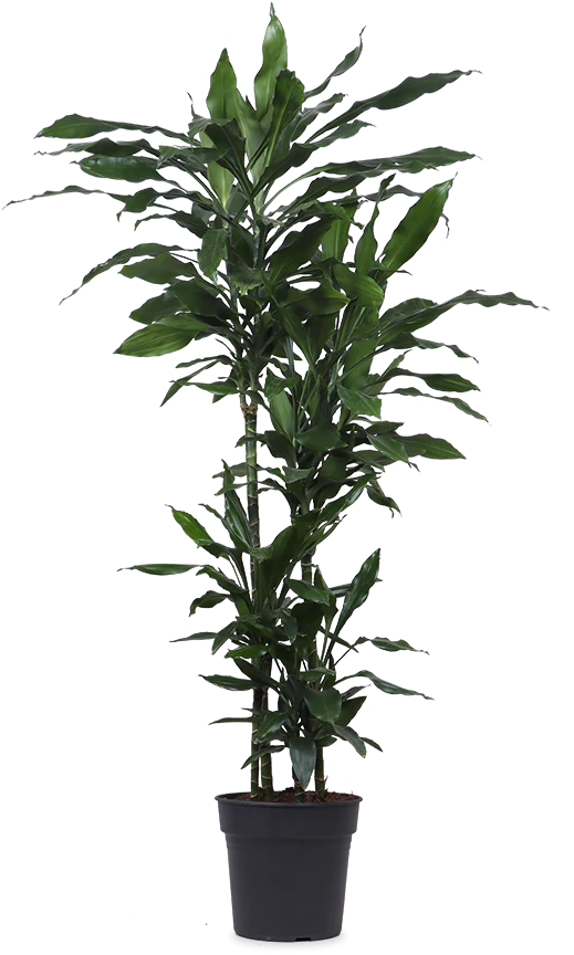 Dracaena janet lind (Drachenbaum) (XL)