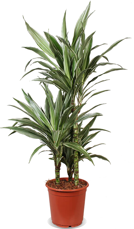 Dracaena warneckei (Drachenbaum) (M)