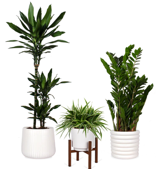 3 Pflegeleichte Kollegen