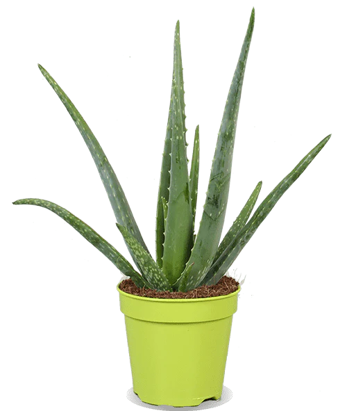 Alo vera (S) (45cm)