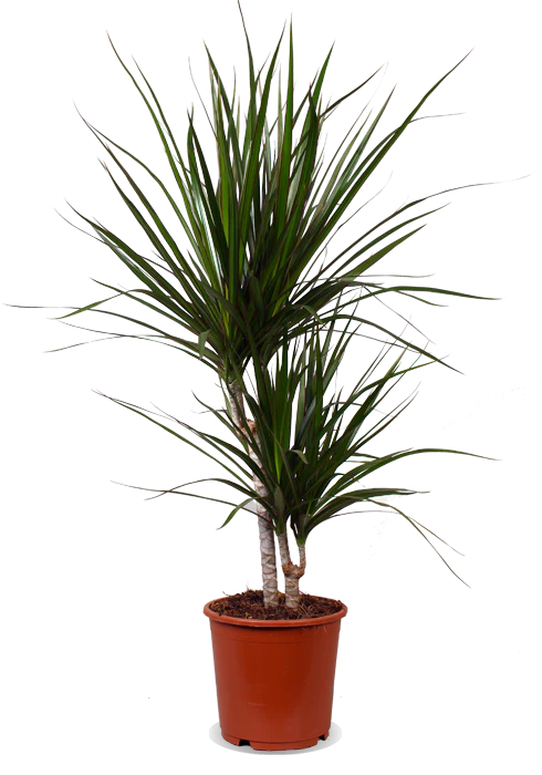 Dracaena marginata (Drachenbaum) (M)