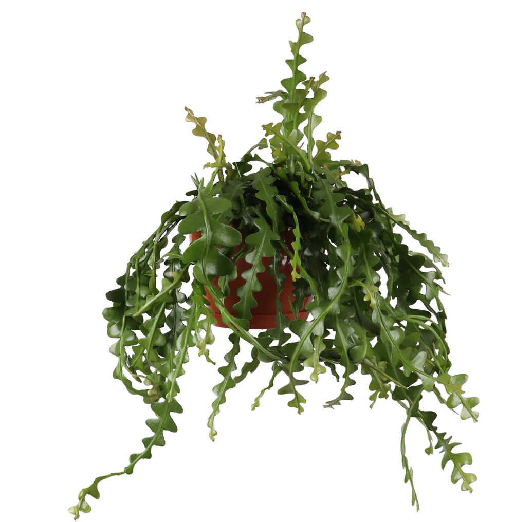 Epiphyllum anguliger (Sgeblattkaktus) (M)