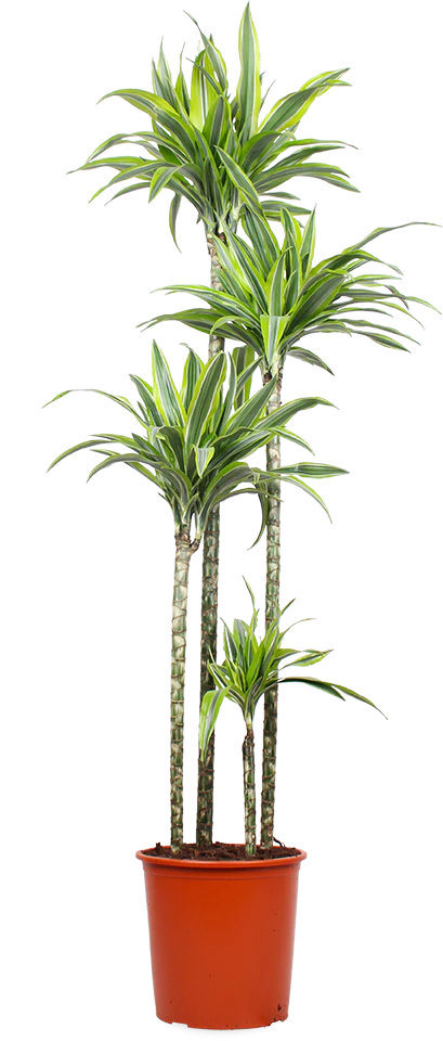 Dracaena lemon lime (Drachenbaum) (XL)