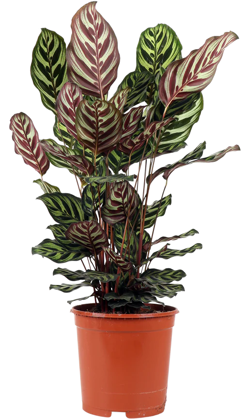 Calathea makoyana (Korbmarante) (M)