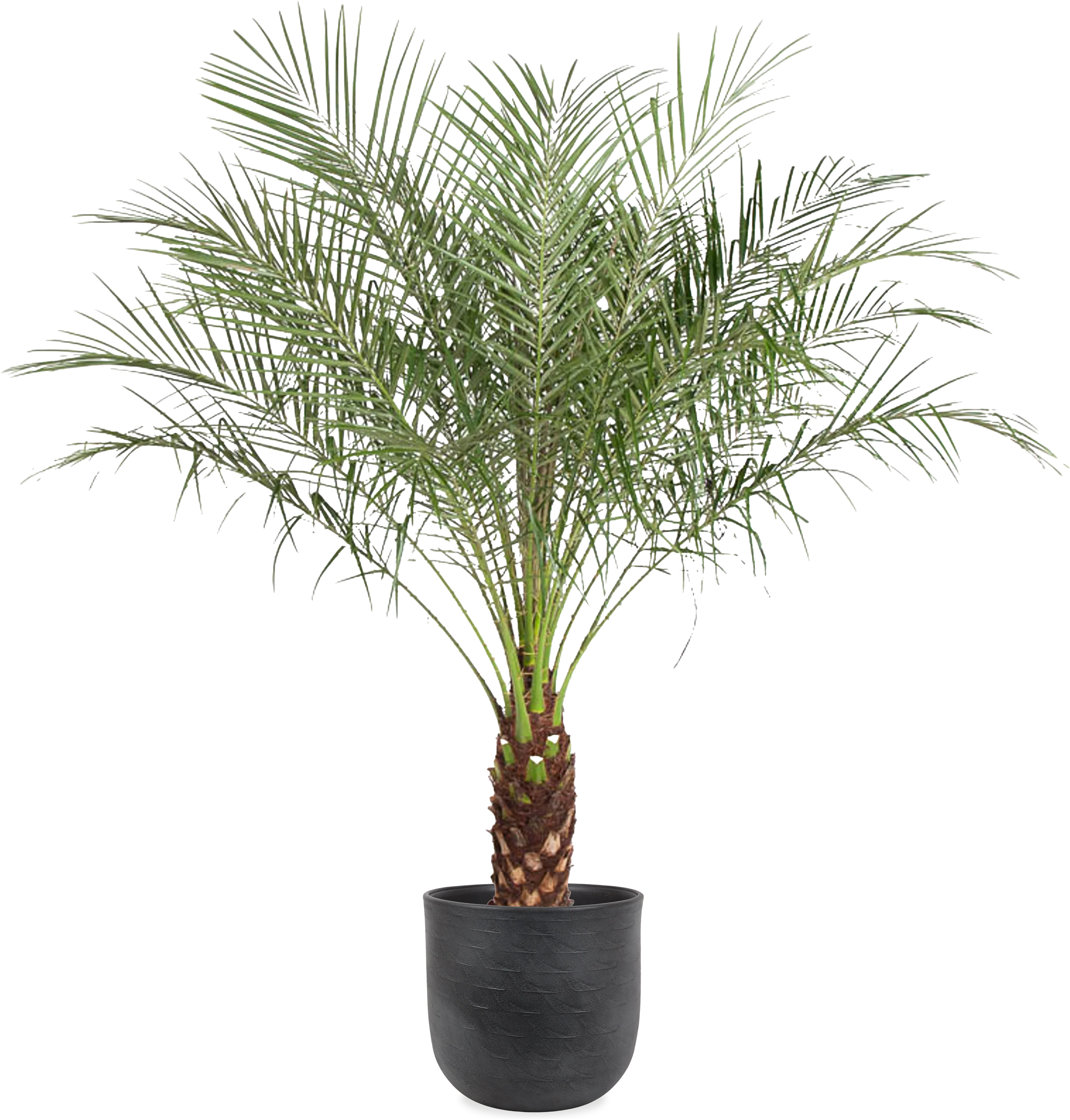 Phoenix roebelenii (Zwerg-Dattelpalme) (XL)