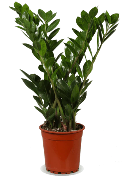 Zamioculcas (Glücksfeder) (M)