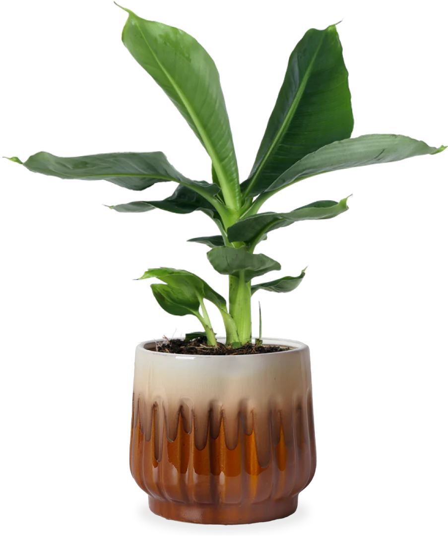 Musa dwarf cavendish (Bananenpflanze) (S)