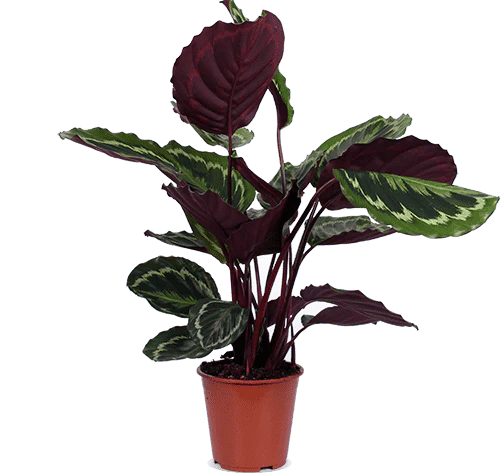 Calathea medallion (Korbmarante) (M)