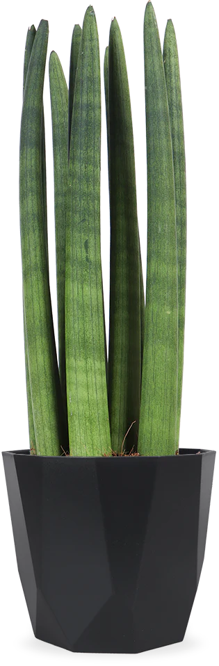 Sansevieria straight (Bogenhanf) (S)