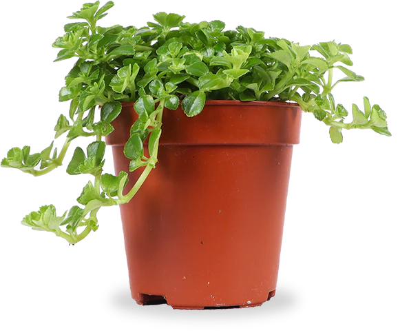 Pilea depressa (Kanonierblume) (XS)