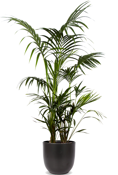 Howea forsteriana (Kentiapalme) (XL)