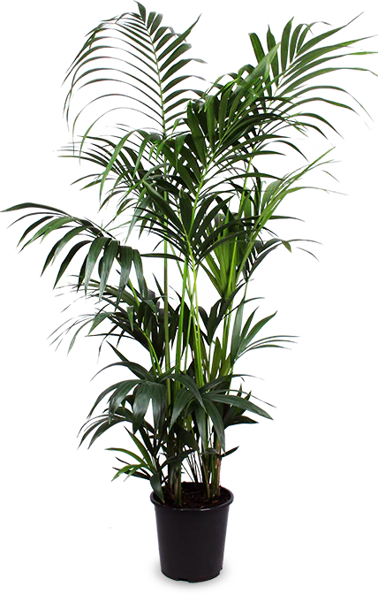 Howea forsteriana (Kentiapalme) (XL)