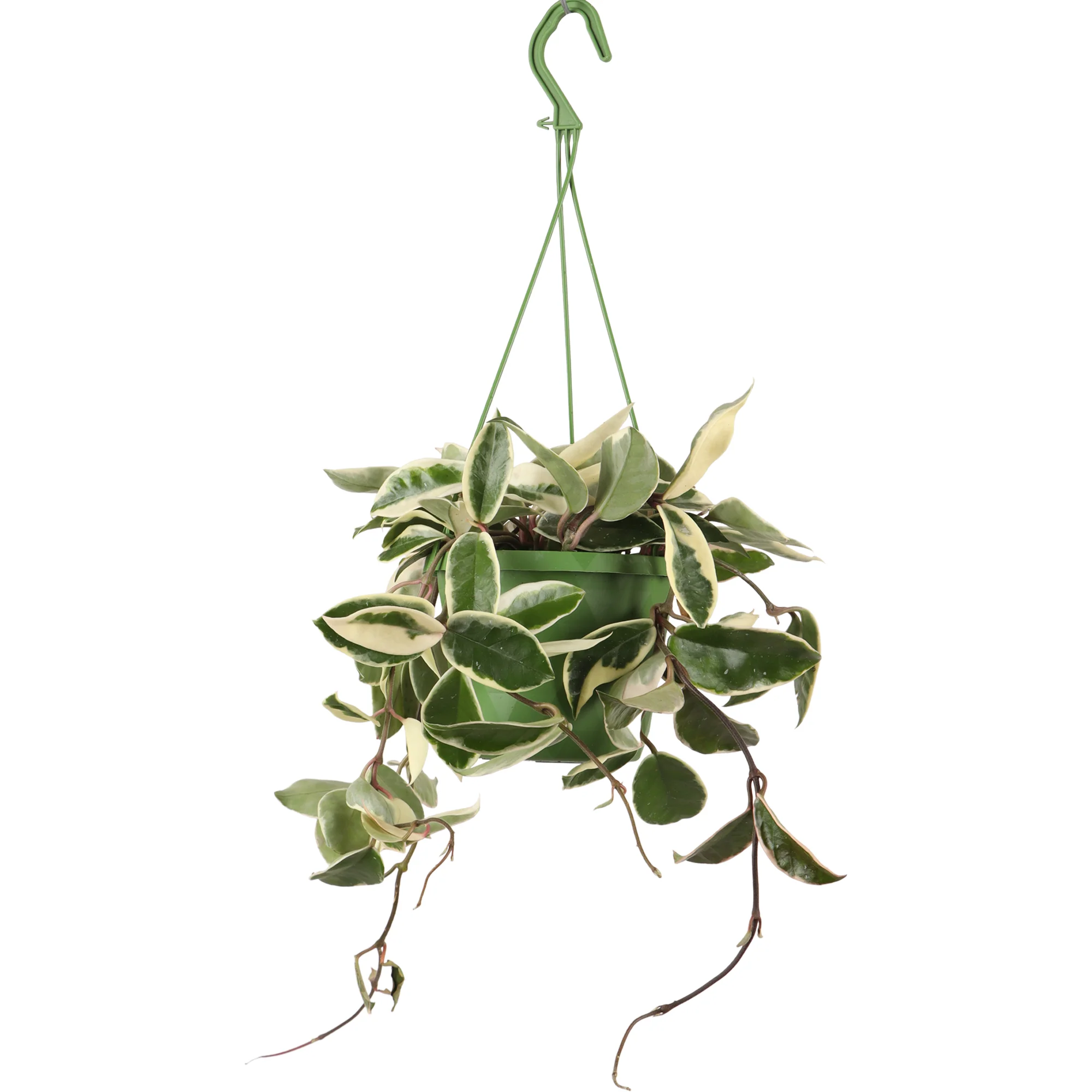 Hoya Carnosa Krimson Queen (Wachsblume) (S)