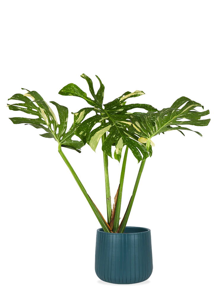 Monstera thai constellation (Fensterblatt) (M)