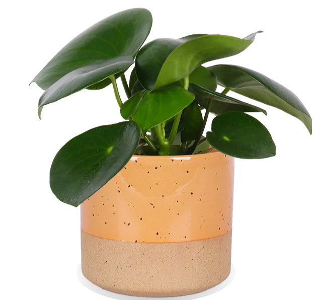 Peperomia polybotrya raindrop (Zwergpfeffer) (S)