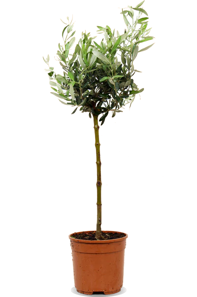 Olea (Olivenbaum) (L)