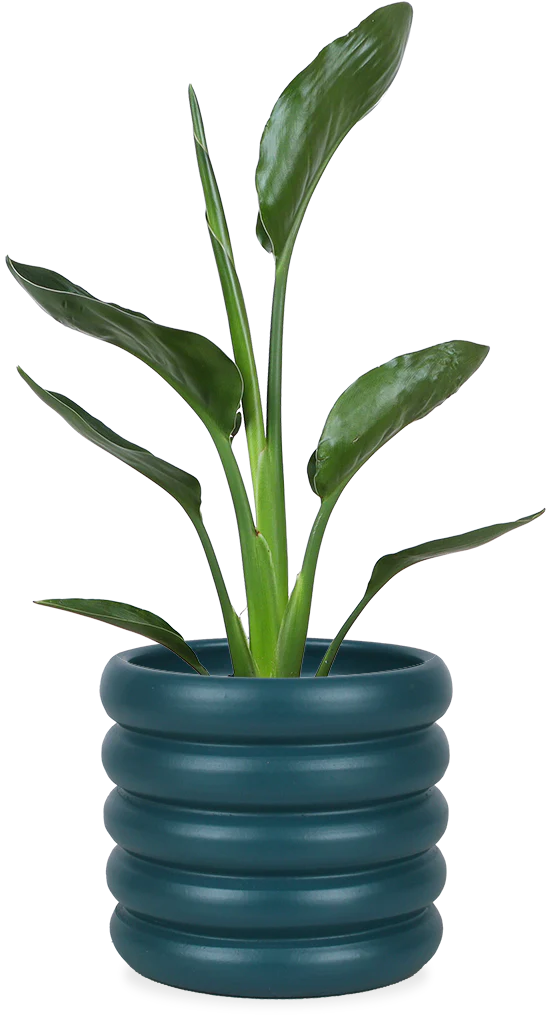 Strelitzia reginae (Papageienblume) (S)