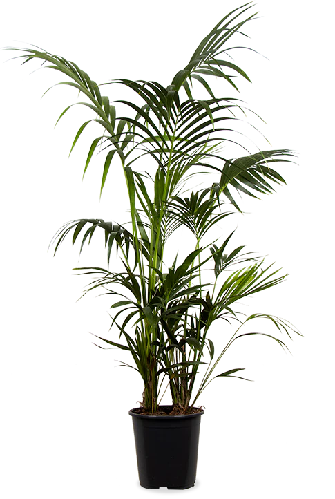 Howea forsteriana (Kentiapalme) (XL)