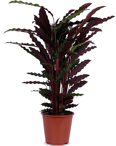 Calathea rufibarba (Korbmarante) (M)