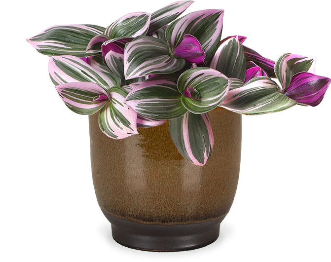 Tradescantia nanouk (Zebrakraut) (S)