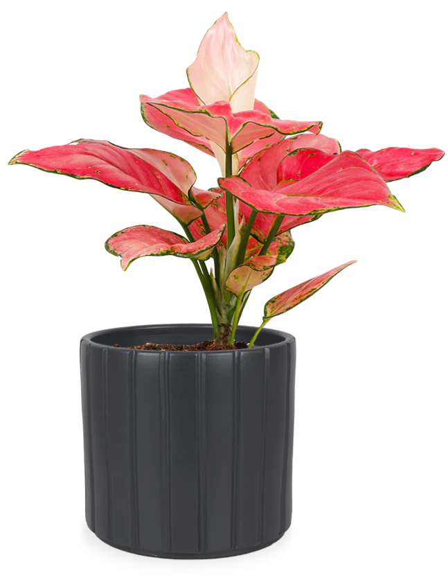 Aglaonema pink star (Kolbenfaden) (S)
