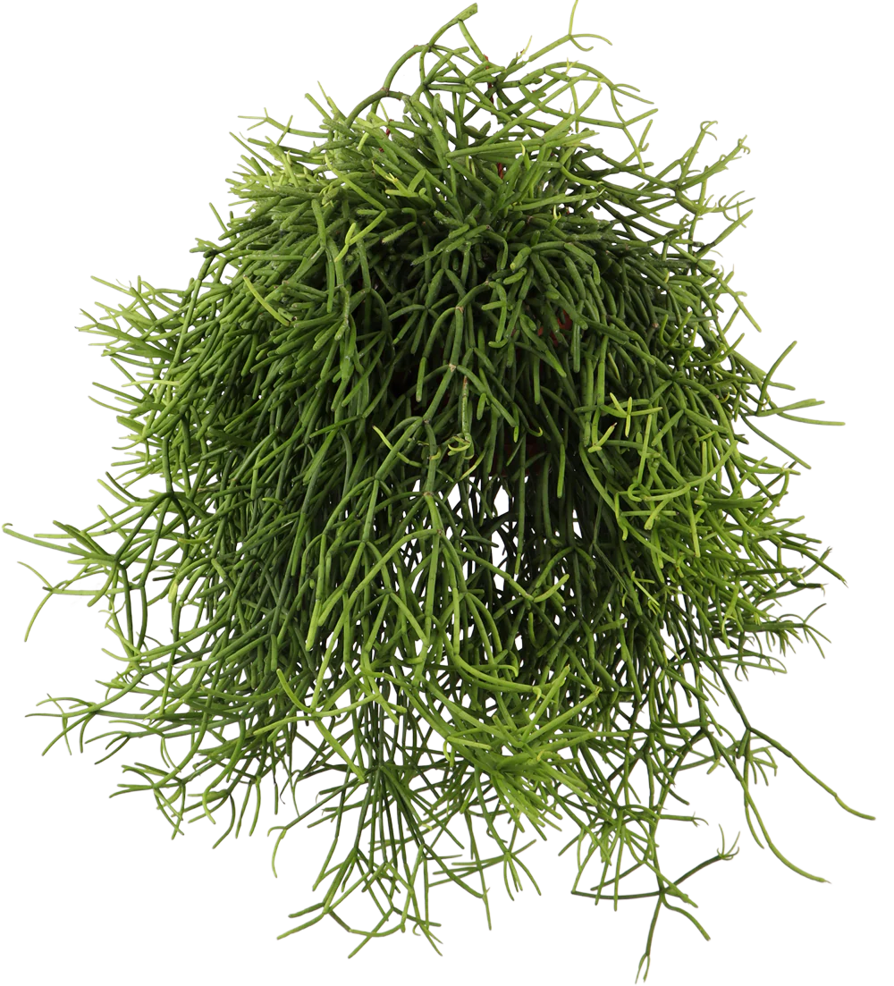 Rhipsalis heteroclada (Peitschenkaktus) (S)