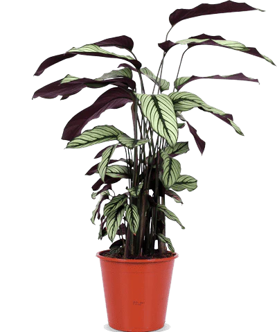 Calathea whitestar (Korbmarante) (M)