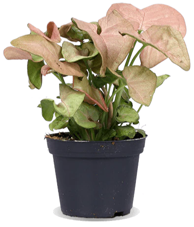 Syngonium neon robusta (Purpurtute) (XS)