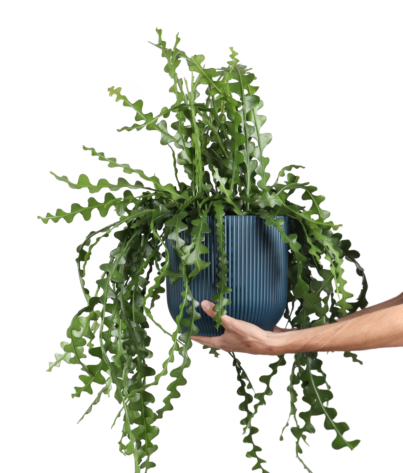 Epiphyllum anguliger (Sgeblattkaktus) (M)