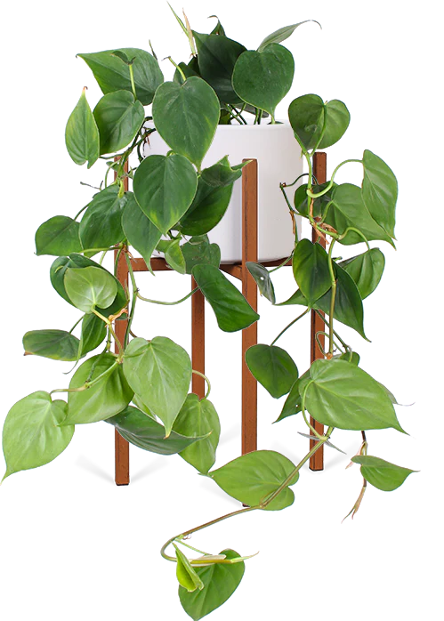 Philodendron scandens (Kletter-Philodendron) (S)