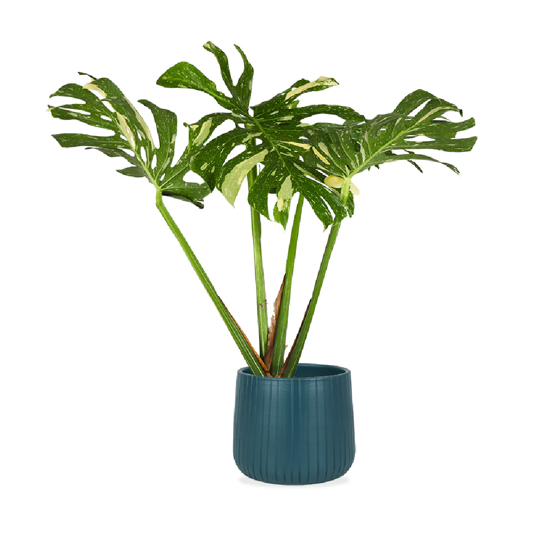 Monstera thai constellation (Fensterblatt) (M)