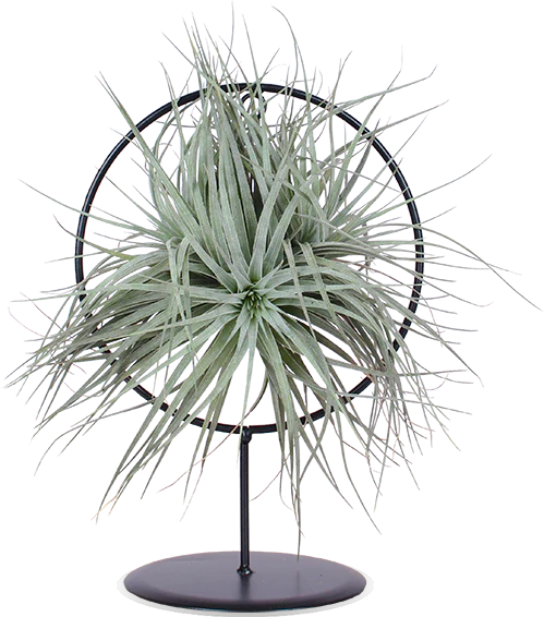 Tillandsia silver im Ring (Luftpflanze) (S)