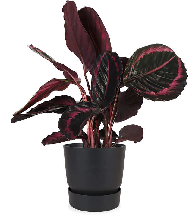 Calathea Surprisestar (Korbmarante)