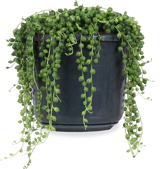 Senecio rowleyanus (Erbsenpflanze) (S)