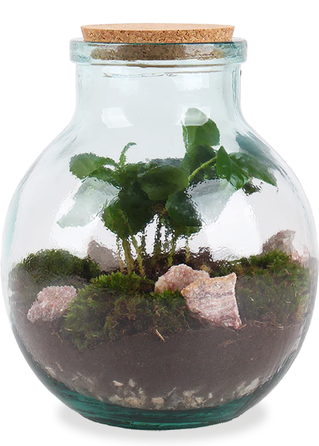 Terrarium kugelfrmige Flasche (Flaschengarten) (M)
