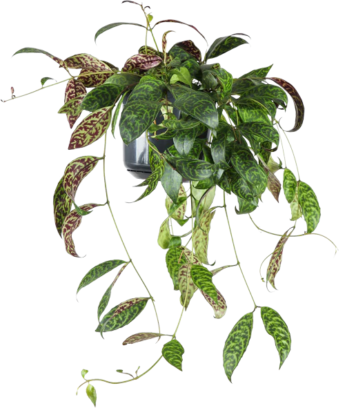 Aeschynanthus Marmoratus  (Gefleckte Schamblume) (M)