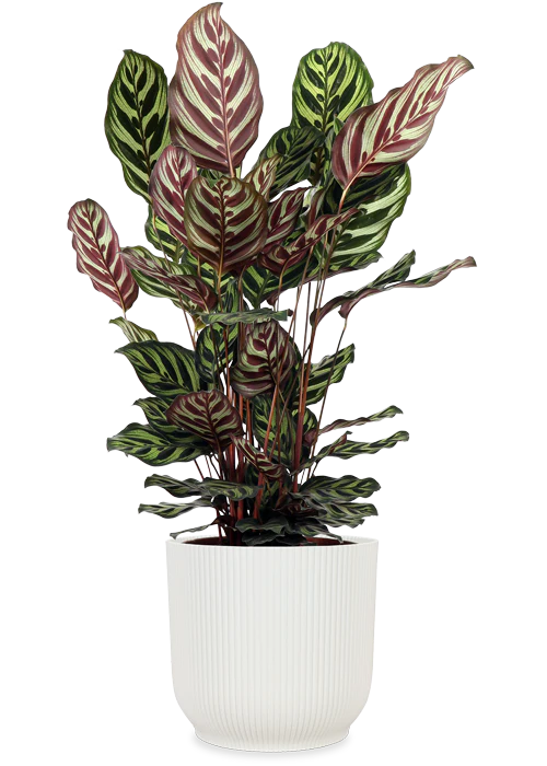 Calathea makoyana (Korbmarante) (M)