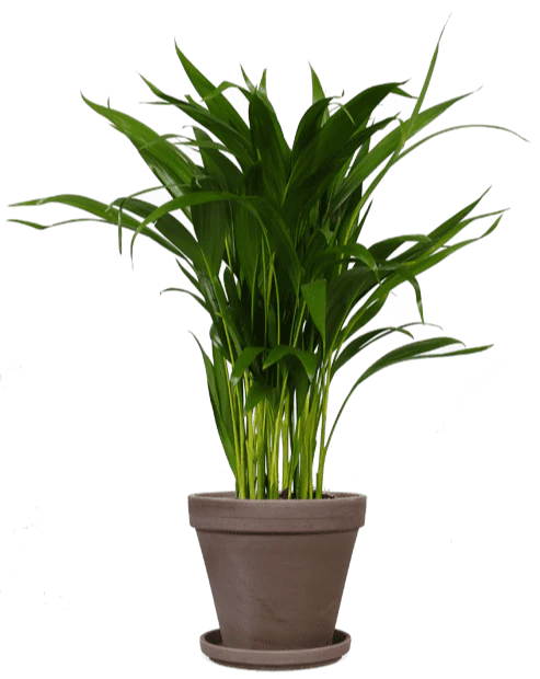 Areca Palme (Goldfruchtpalme) (M)